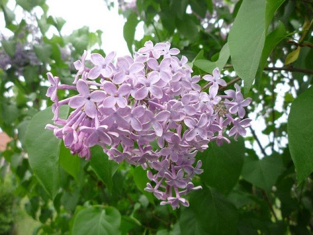 _p1040329.jpg